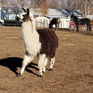 Meet your Posher, Melyssa